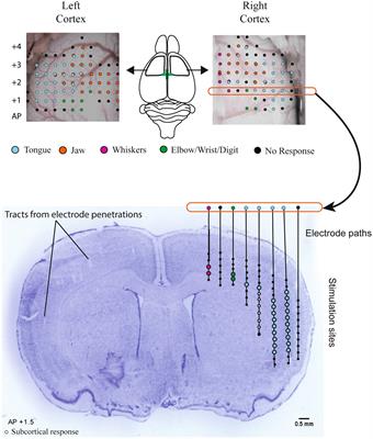 Differential impact of unilateral stroke on the bihemispheric motor cortex representation of the jaw and tongue muscles in young and aged rats